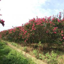 四川红花紫薇苗木 米径4到12cm苗木 四川大红紫薇