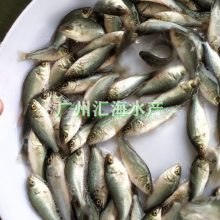 【汇海水产全国空运】广东宝石鲈鱼苗养殖基地 澳洲宝石鲈鱼苗 宝石斑苗