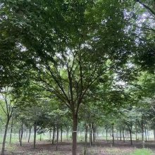 苏伟花木场20公分榉树 景观道路打造 庭院小区绿化彩叶乔木