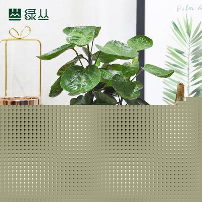 绿丛园林武汉植物圆叶福禄桐好养护客厅茶室书房小树植物***办公室桌面净化绿植盆栽上门金钱兜石纹水泥盆