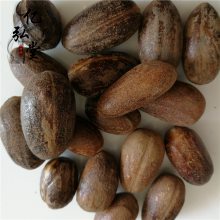 香果树价格 长香果批发 香料圆香果