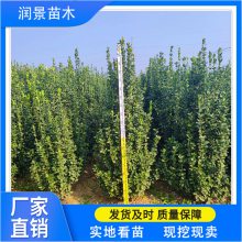 润景苗木 小区园林绿化 四季常青绿篱苗 1.5米丛生 北海道黄杨批发