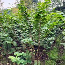 产地1米至2米冠幅丛生紫荆价格-图片