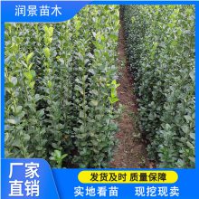 大叶黄杨北海道树苗 直立冬青 四季不落叶 耐修剪 北海道黄杨批发