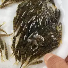小型溪水石斑鱼苗 石斑鱼苗大量货源 厂家供应 盈亿水产