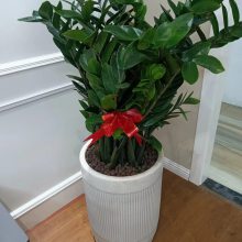 南宁汇成园艺绿植租赁 养护