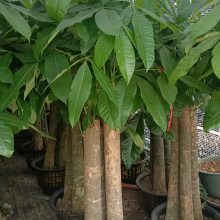 南宁发财树 基地直批发 租赁 找汇成园艺