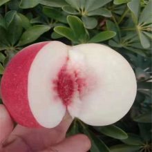 ƻ ƻ糧 Ӧƻ