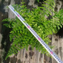 花镜蕨类植物,2加仑吉姆蕨高度,多个品种蕨类基地,景观造景富贵蕨