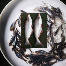 白玉海参、乳山牡蛎、鞭炮笋……优质海鲜组团抵沪亮相2026SIAL西雅展