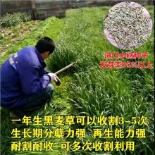 江西萍乡常青草种草籽公司地址批发速生草籽草种籽