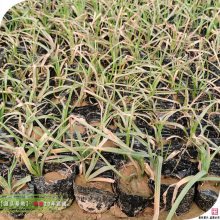 ԰�ֻ��ܻ���,�߱޾�Ӫ������100���곣���л�