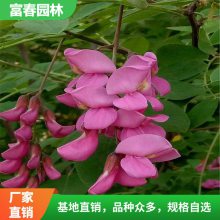 苗圃香花槐 香花 槐苗 园林绿化 景区花坛花镜配植 行道树