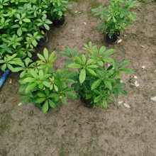 工程绿化苗鸭脚木基地现货长期有售-鸭脚木种植基地
