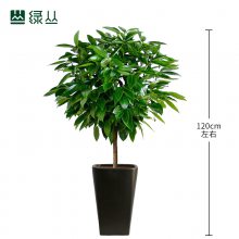 平安树 武汉绿植 植物租赁 绿丛园林 瓷盆123