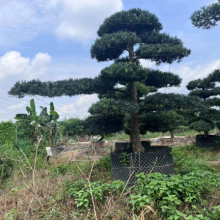 南山区罗汉松联系人 深圳市宝安区罗汉松园供应