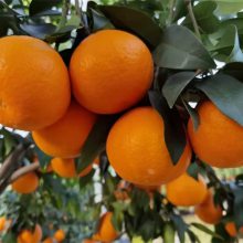 湖南无核沃柑基地 1至3年生红美人柑橘苗种植基地