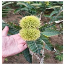 3公分板栗苗批发 3公分板栗树苗价格 润景大红袍板栗基地
