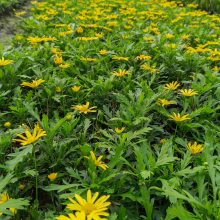 售卖木春菊的苗圃基地 直发木春菊小杯 袋苗杯苗哦！