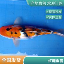 观赏价值高鱼苗 港发鱼苗场供应三色锦鲤鱼苗 品种齐全 颜色亮
