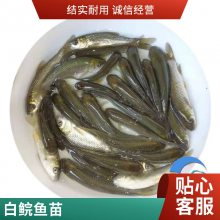 红金花鲢鱼鱼苗 池塘网箱养殖 包邮到家草鱼苗 青竹鲩鱼苗