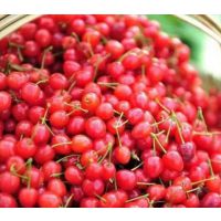 【玛瑙樱桃】玛瑙樱桃种苗、玛瑙樱桃种苗价格、玛瑙樱桃种植技术要点