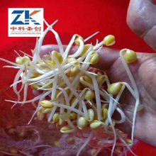 云南自动豆芽机设备 自动控温豆芽机生产线 厂家现货