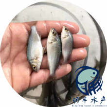 屦ʯ_߲ޱʯ_5cmʯ繩Ӧ