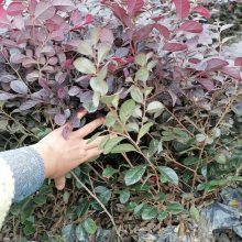 40�߼t�^ľ������ �t�^ľ���l(f��)���� 16���t�^ľ 12���t�^ľ