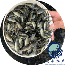 ˮ3-6cm޷_޷_Īɣȿ޷繩Ӧ