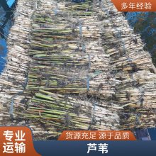 盆栽适合河道绿化芦苇苗表流湿地水生植物每株3芽以上负责施工种植包成活