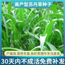 本溪常青草种草籽销售热线批发护坡草种籽草种籽