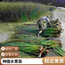 盆栽水葱有利固堤护坡控制杂草根茎繁殖植株高大