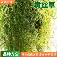 百纳沉水植物 黄丝藻 黄丝草苗圃供应