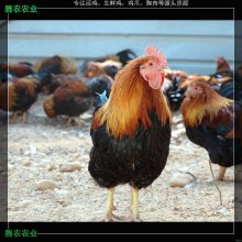 ïƼС麣ɽũʼ***