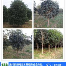 供应河南法国冬青价格，河南兰天竹价格，河南独杆石楠价格，河南梅花价格