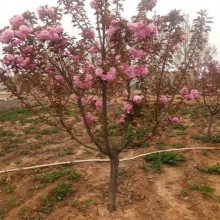 樱花价格表(樱花价格表今日价格)