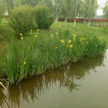 黄菖蒲种苗 适合湿地公园河道池塘等地方种植绿化
