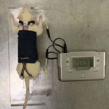 河南智科大鼠平板针灸固定器大鼠固定器针灸实验