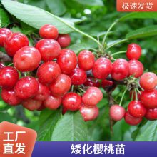 ƼũԻ1-5ӣֱۺ