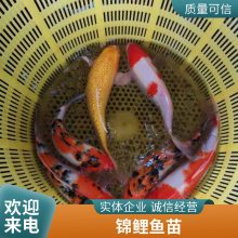 锦鲤鱼苗 优质好苗 存活*** 生长迅速 产量好 包品质