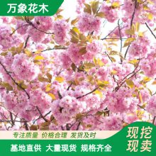 出售东 京樱花苗木 庭院小区观赏花卉植物 公园观赏植物