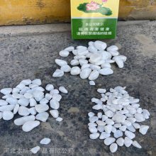 ԰�հ�ɫʯ�� �������� ������ƺװ�� �������� ��ɫ�ɻ��