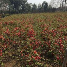 丛生贴梗海棠盆栽树苗盆景花卉 庭院植物四季开花重瓣