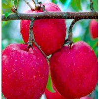 河南省春晖牌红肉苹果盆景三年生带果盆景南北均可种植阳台果树盆景首先
