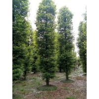 成都芊木景观园林绿化工程有限公司