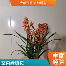 燎伯兰业 种类丰富室内绿植花 建兰醉美人 办公室桌面植物摆放