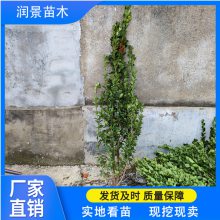 大叶黄杨北海道树苗 直立冬青 四季不落叶 耐修剪 北海道黄杨批发