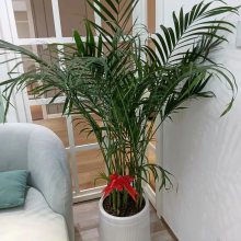 南宁室内绿植租赁 养护 批发 找汇成园艺