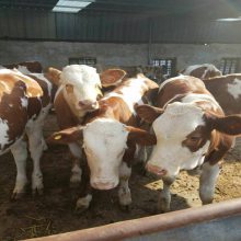 西门塔尔牛苗价格 购买小牛犊 十头牛一年的利润多少 黄牛养殖利润 肉牛养殖成本